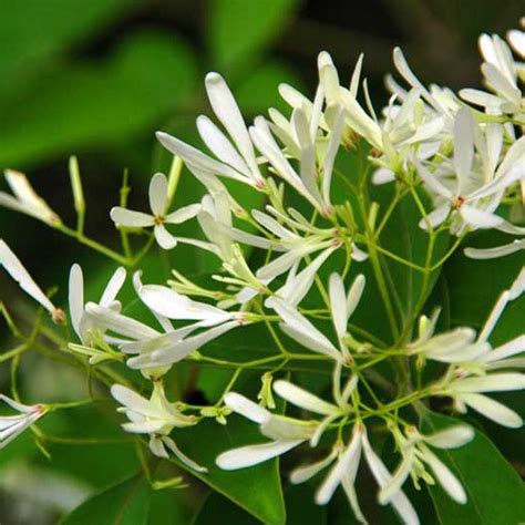 夜来香|夜来香（夹竹桃科夜来香属植物）